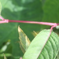 Persicaria chinensis (L.) H.Gross